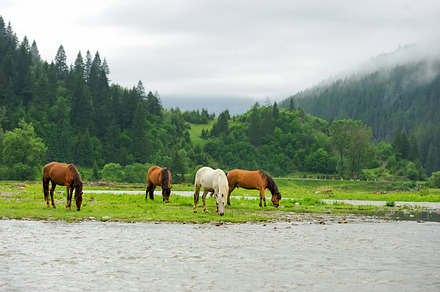 Horse stock photo containing wild and mustang, an Animal Photo by Byrdyak