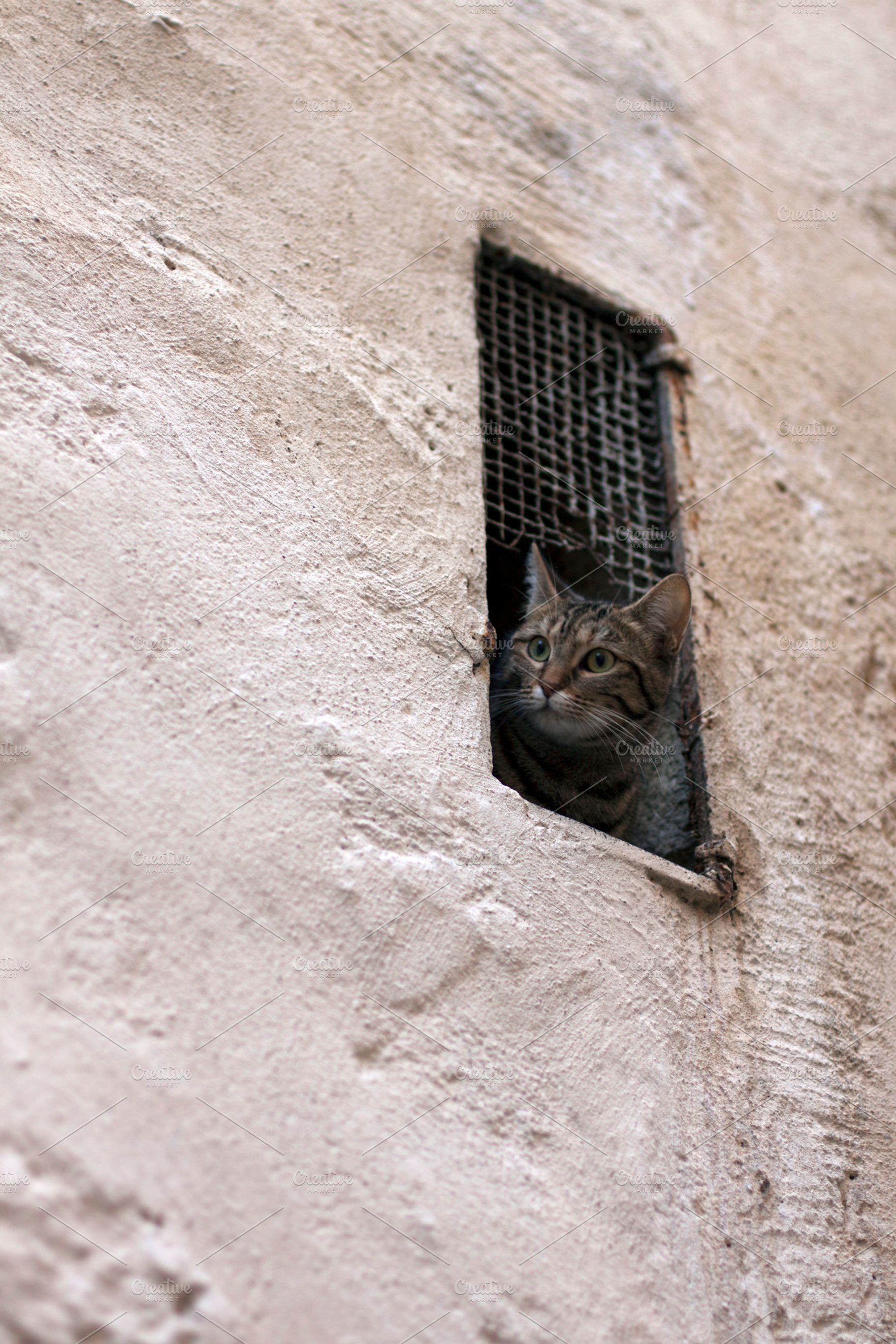 Curious Cat Iii Stock Photo
