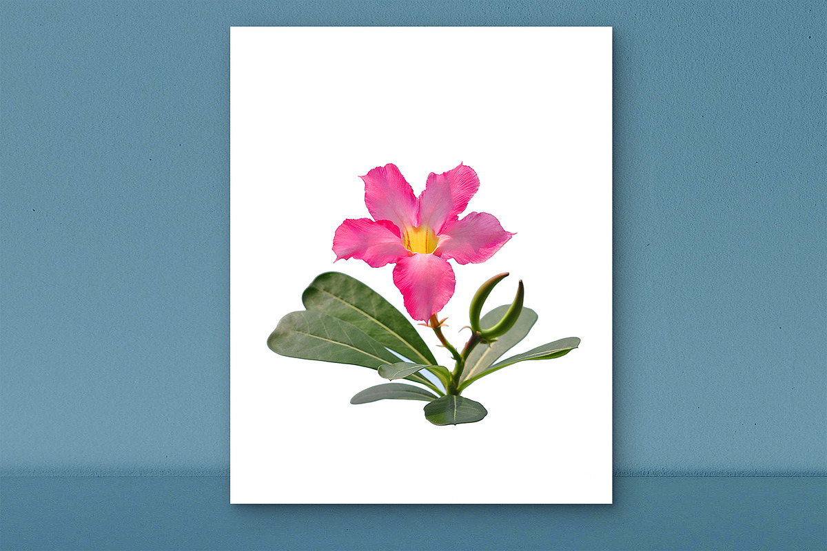 Pink Desert Rose Digital Print, a Nature Photo by VietArtworks (Photo 1 of 6)