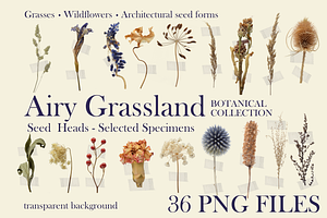 Botanical PNG Elements – 36 Meadow P