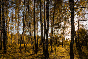 Sun setting through birch tree forest. Golden light illuminating autumn landsca, a Nature Photo by Eugene_Photo