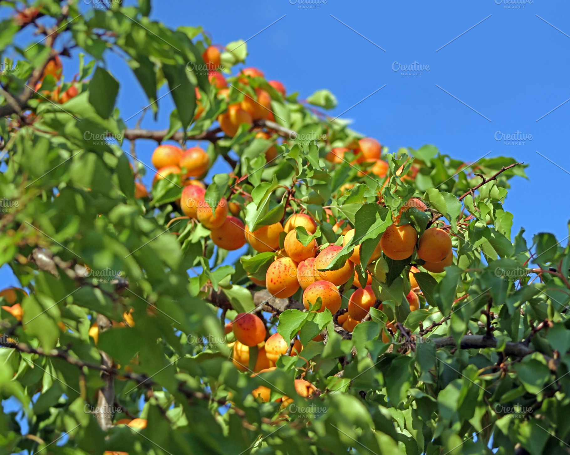 Fresh ripe apricots, a Photo by saiko3p