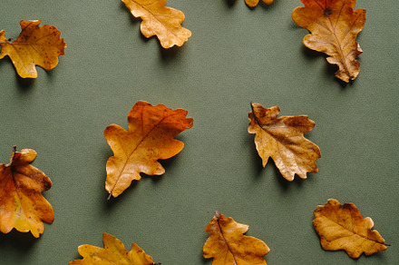 Dry brown oak leaves on table, a Holiday Photo by photoguns