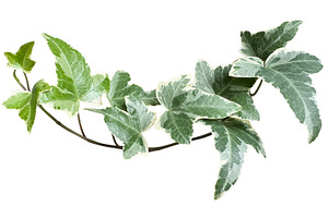 English ivy plants, a Nature Photo by ArtBackground