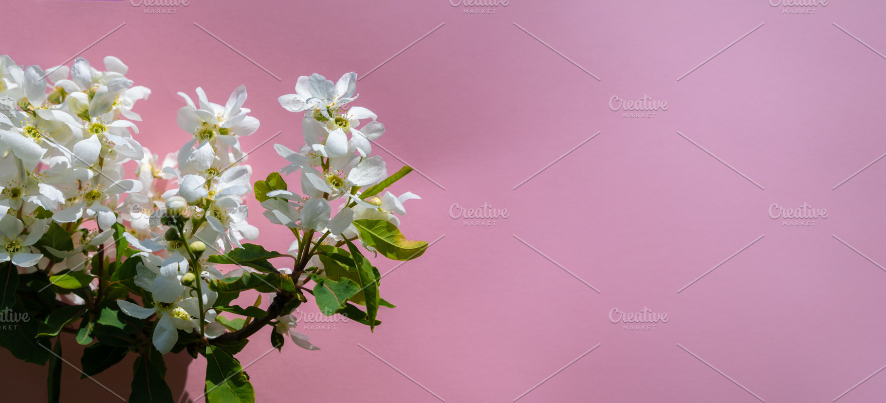 Cluster of white spring flowers with green leaves set against a, a Nature Photo by Ales Munt
