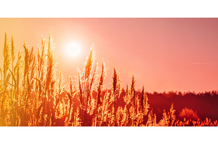 Panoramic View Of Dry Grass In, a Nature Photo by Our Amazing World