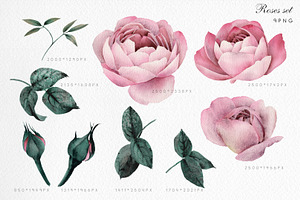 Watercolor Flower Clipart, Roses