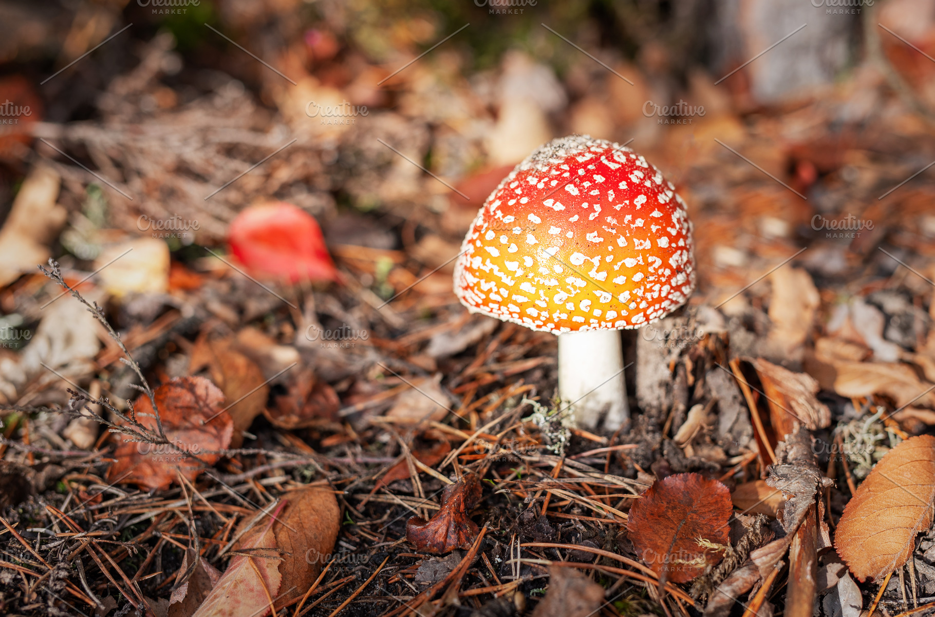 Fly agaric mushroom growing in autumn forest floor, a Nature Photo by Olena Rudo