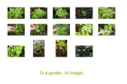 Basil leaves and herb, 100 images, a Food & Drink Photo by Pullia (Thumbnail 4 of 7)