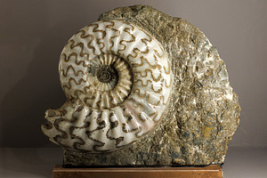 Silicified ammonite with sutures, a School & Education Photo by Bepslabor