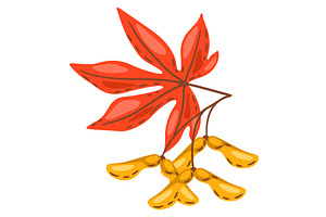 Illustration Of Maple Leaf With