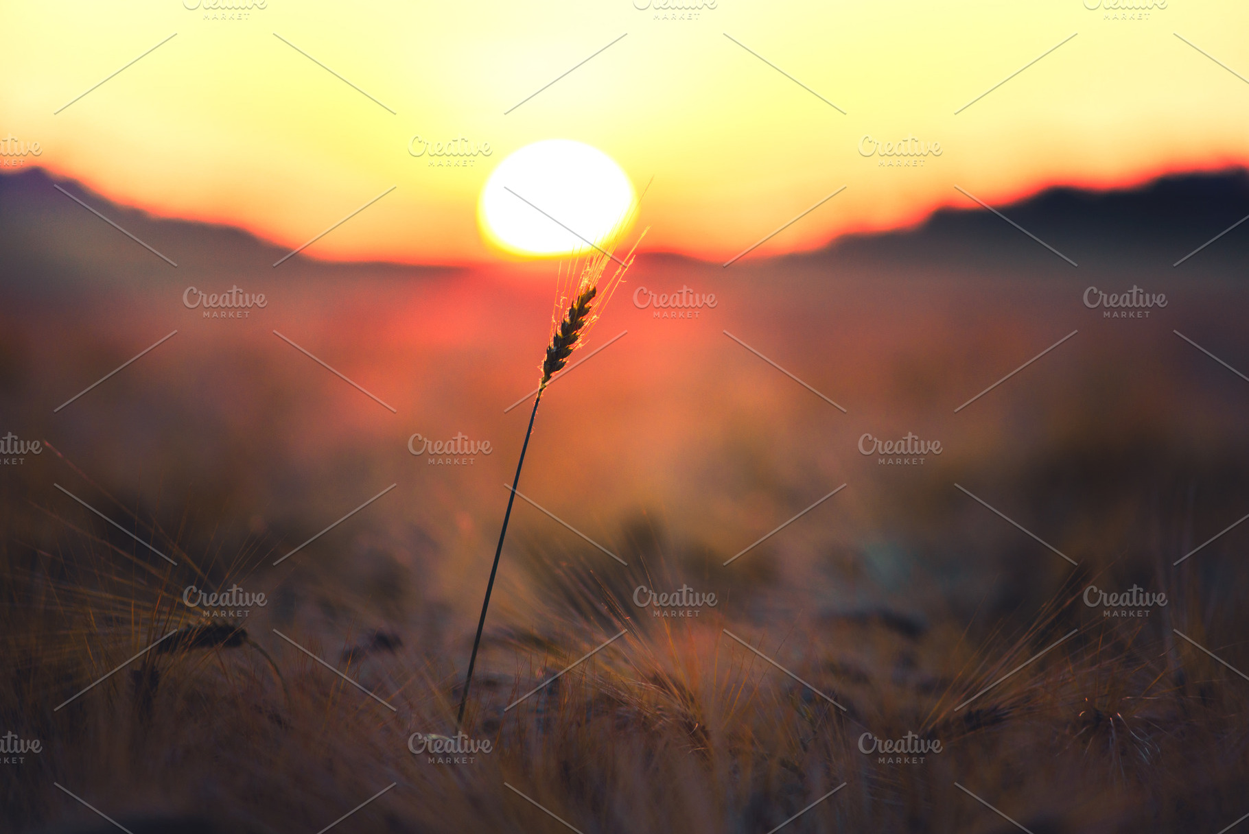 Wheat field in the sun, a Nature Photo by Mark Borbely