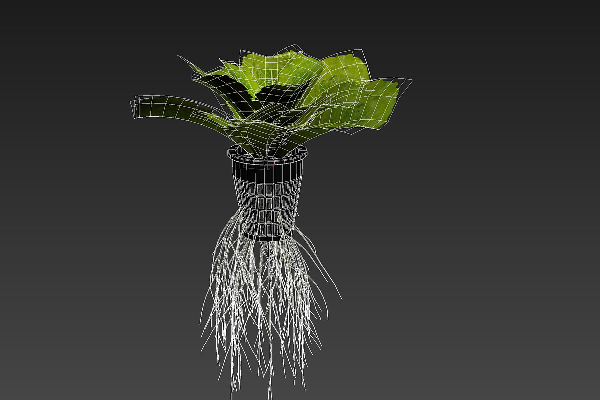 lettuce grean, a Food & Drink 3D Model by AndrewWhite (Photo 3 of 16)