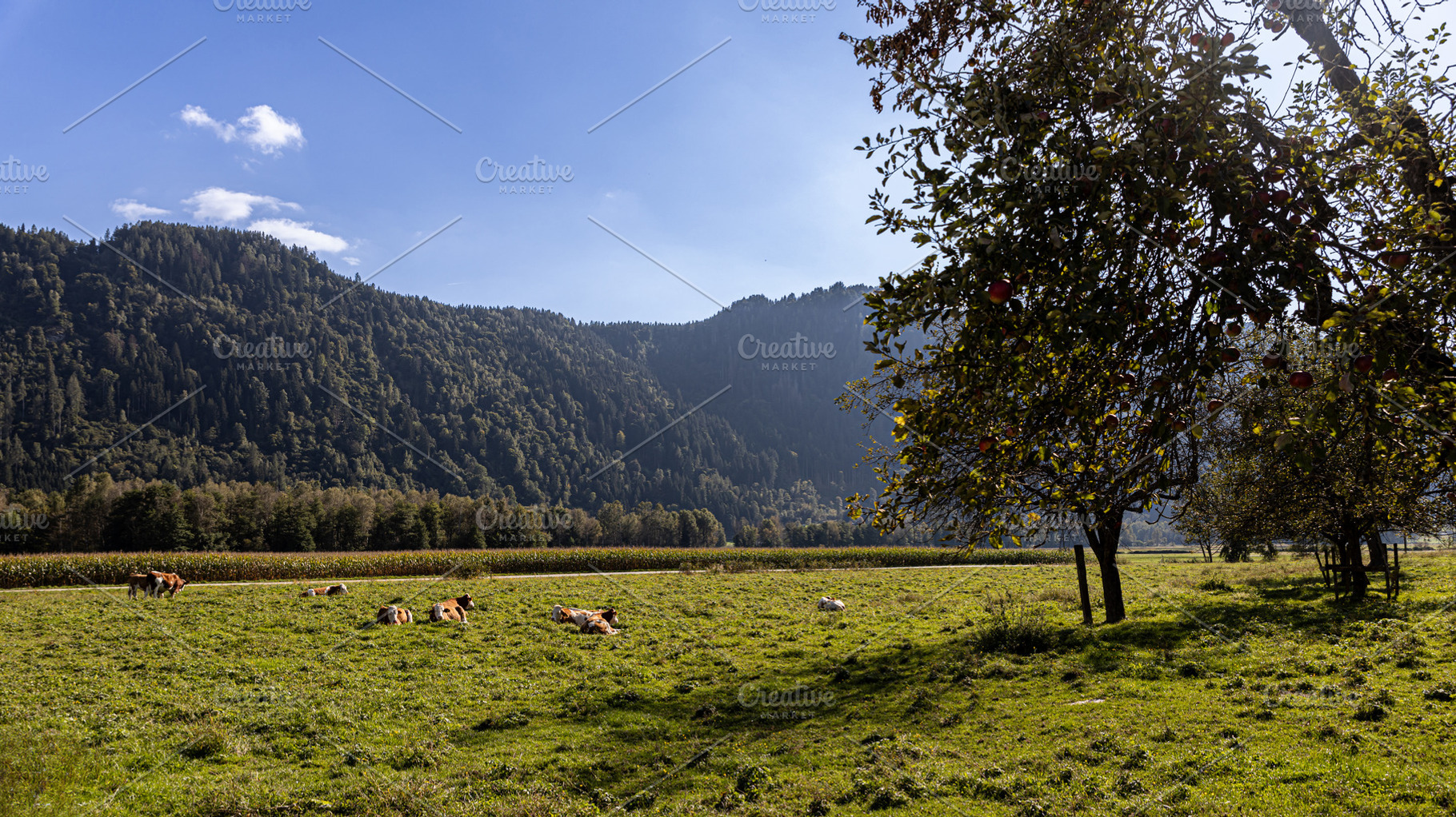 Austrian Alpine cows graze on a gree, a Nature Photo by Photo Kaminski