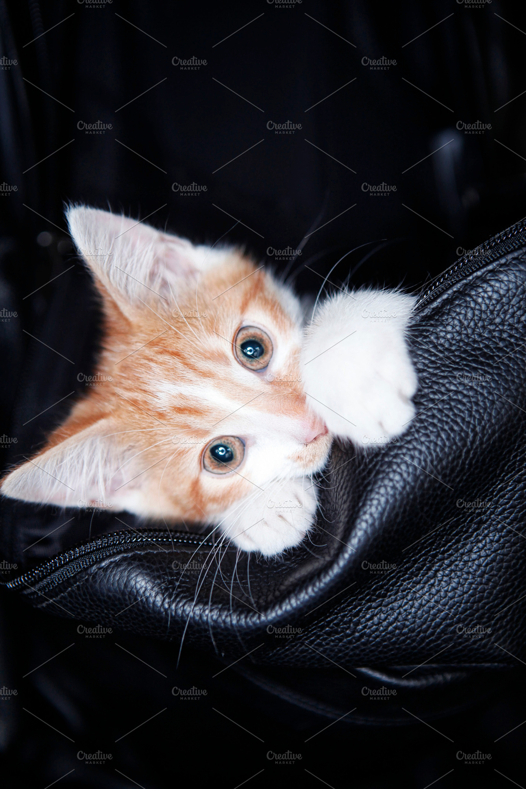 Ginger Kitten