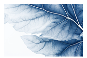 Cyle Collection · Blue Tone Leaves, a Background Graphic by milatovar (Thumbnail 8 of 32)