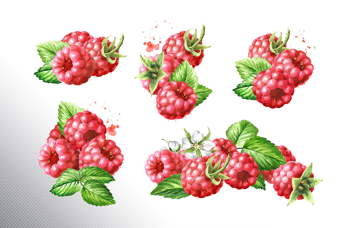 Summer Raspberries. Watercolor set, a Food Illustration by Daria Ustiugova (Photo 3 of 26)