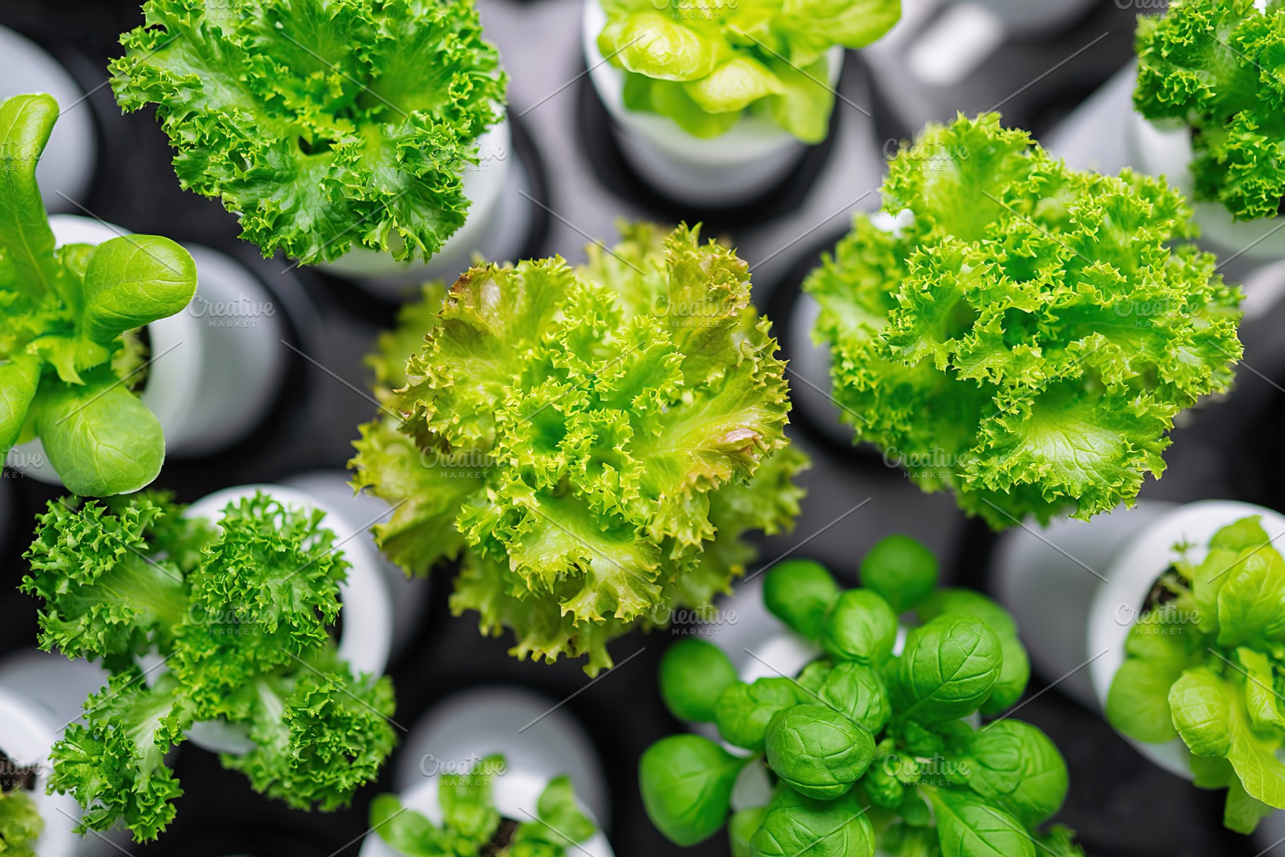 Fresh green lettuce varieties thrive in a modern hydroponic garden setup in urb, a Photo by AlyaAnd