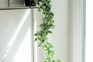 Indoor trailing plant on shelf receiving natural light, a Nature Photo by Olena Rudo