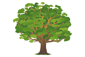 One old oak tree isolated