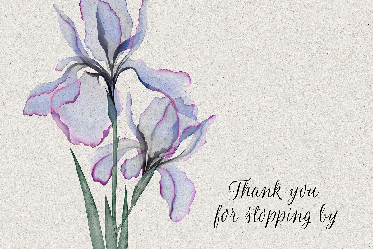 Transparent flowers of iris., an Illustration by RushkinaAntonina (Photo 6 of 6)