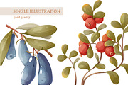 Berries &forest plants, a Texture Illustration by Izobova (Thumbnail 4 of 7)
