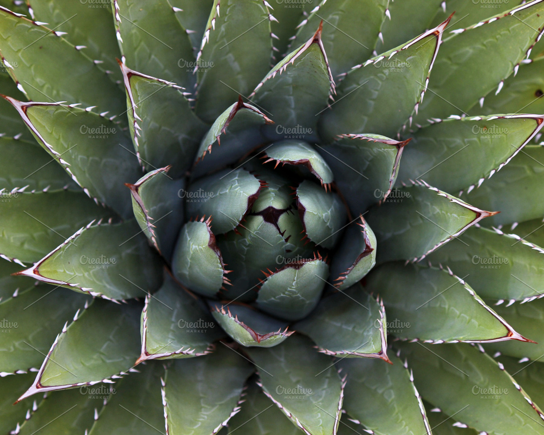 Succulent Stock Photograph