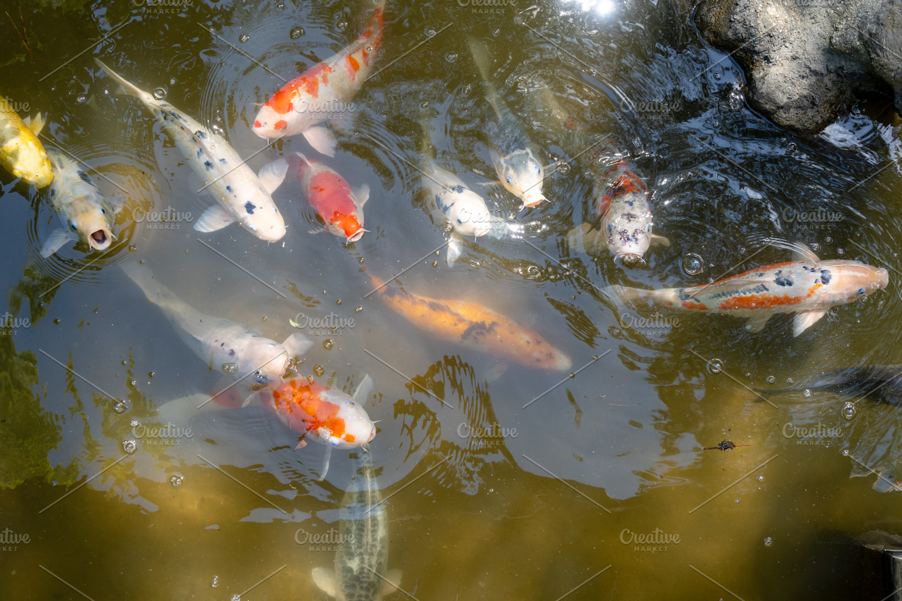 Colorful koi fish in Shukkei-en Japanese garden in Hiroshima, Ja, an Animal Photo by GoodGoods
