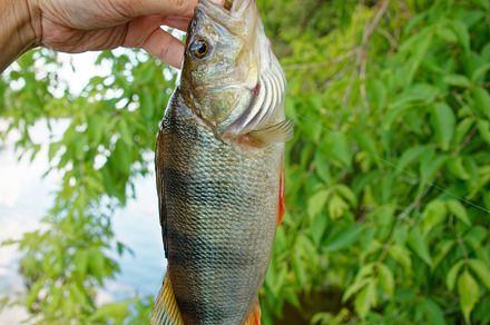 European perch in fisherman's hand, a Sports & Recreation Photo by Theo's Stuff
