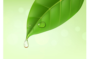 Green leaf with essential oil drop, a Decorative Illustration by Vector Tradition
