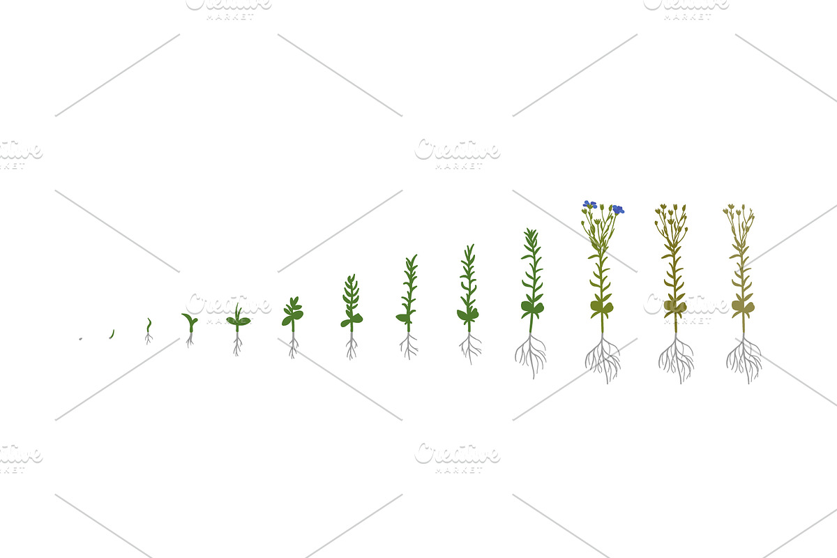 Vegetable growth stages pack, a Food Illustration by Ilia Design (Photo 8 of 9)