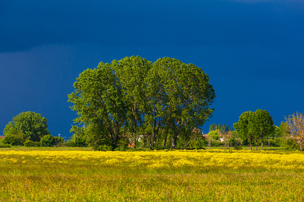 Yellow wildflowers under large trees in field, a Nature Photo by Bepslabor