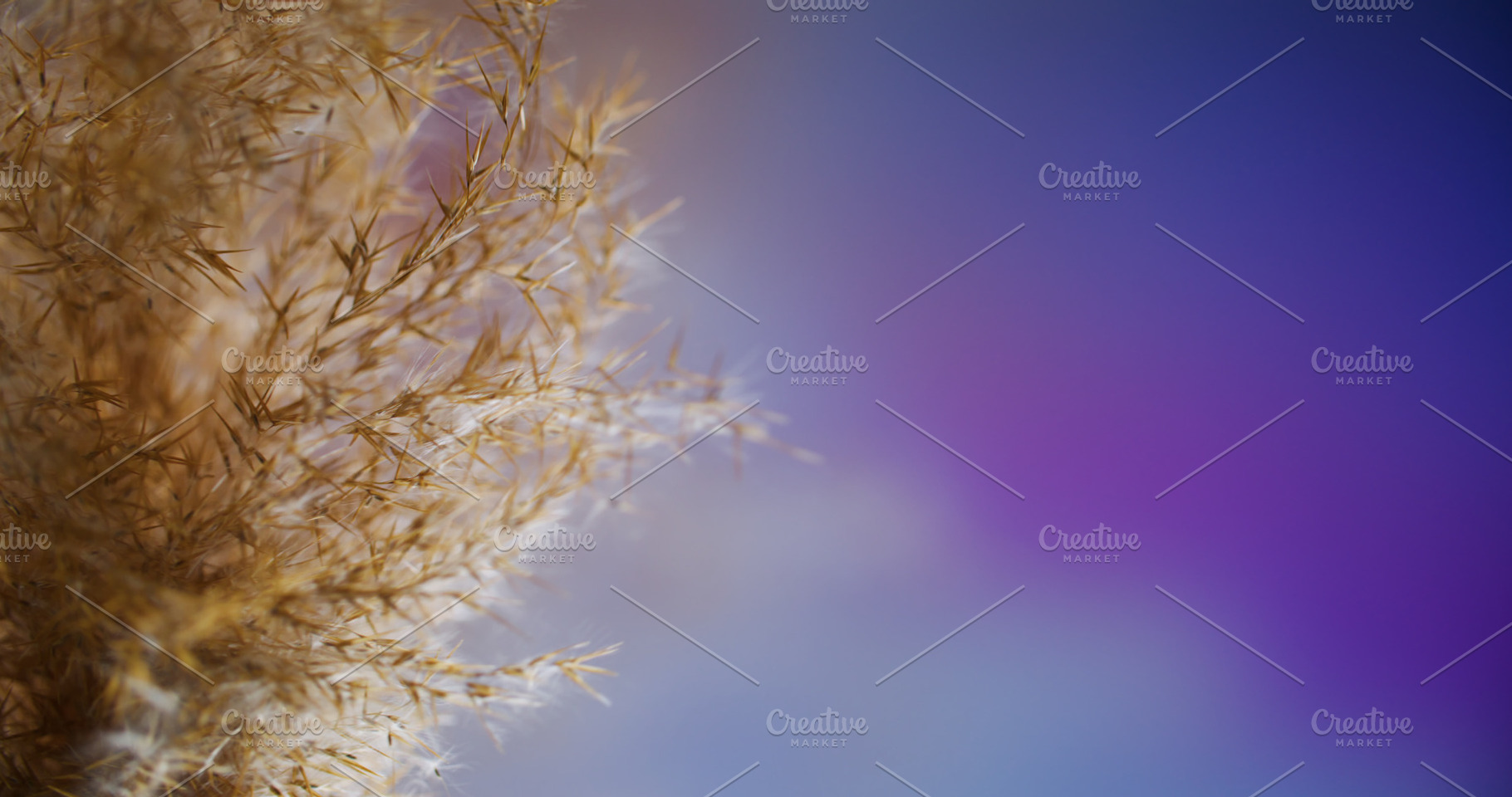 Defocused dry reed autumn plant fluffy flora glow, a Background Photo by Photo Drive Studio