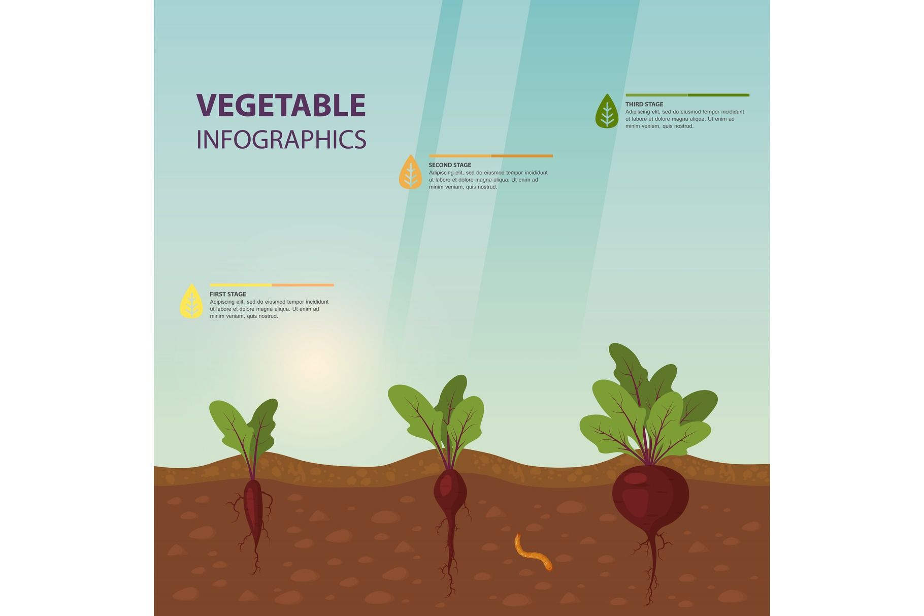 Infographic or infochart of beet, a Food Illustration by Elegant Solution