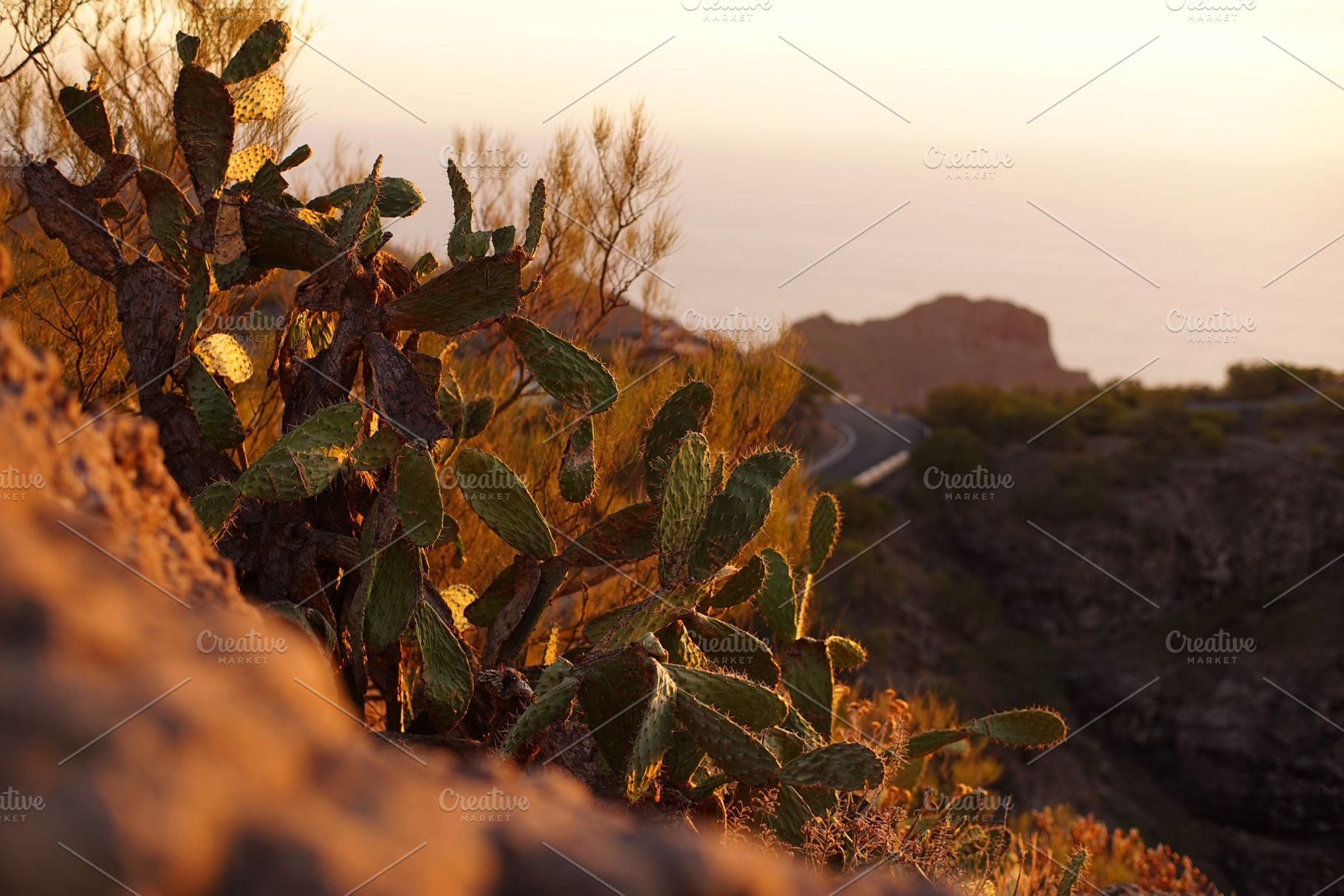 Cactus at sunset in tenerife canary islands stock photo containing floral and, a Nature Photo by IlyaMarchenko