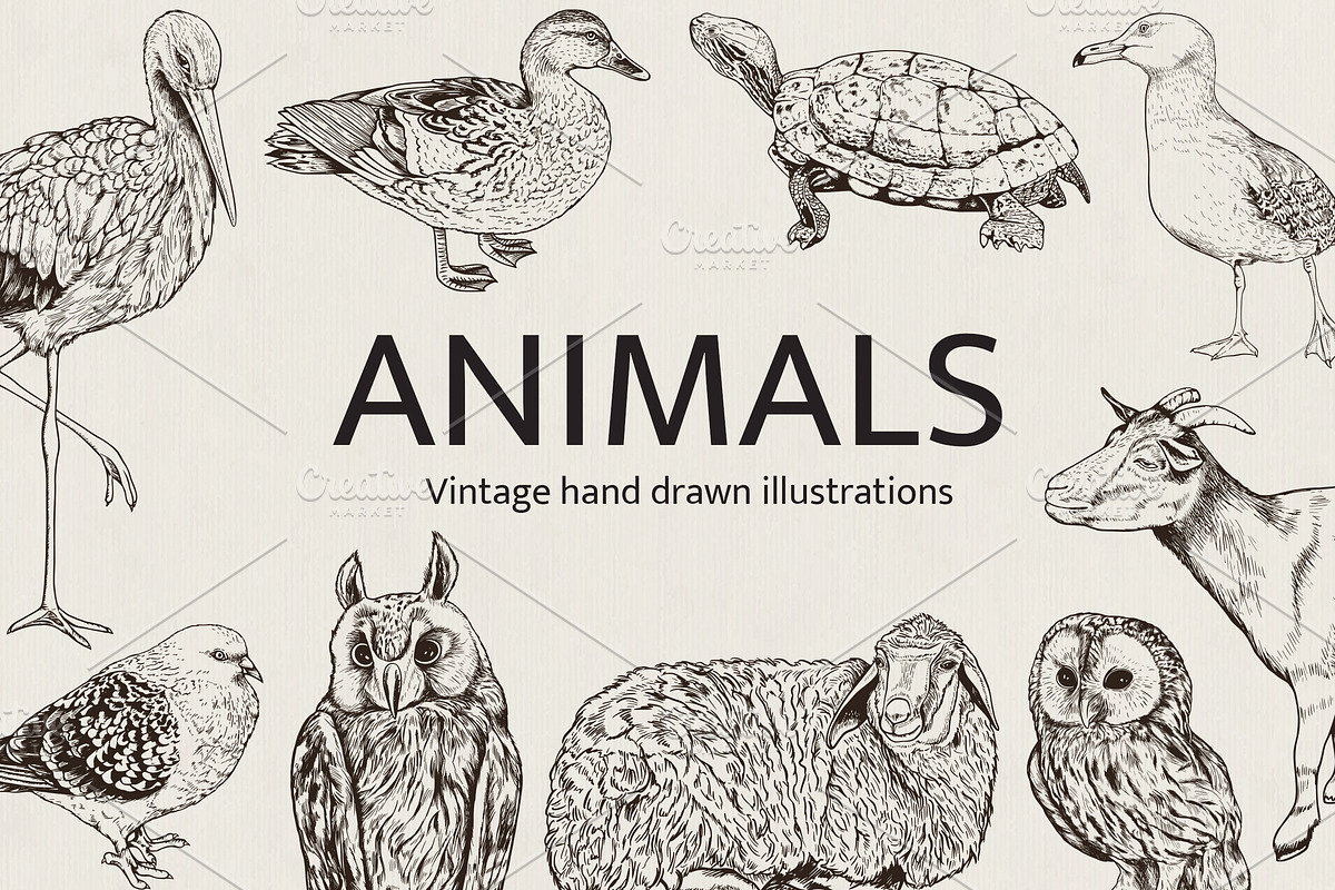 Hand Drawn Animals, an Animal Illustration by Artspace (Photo 1 of 6)