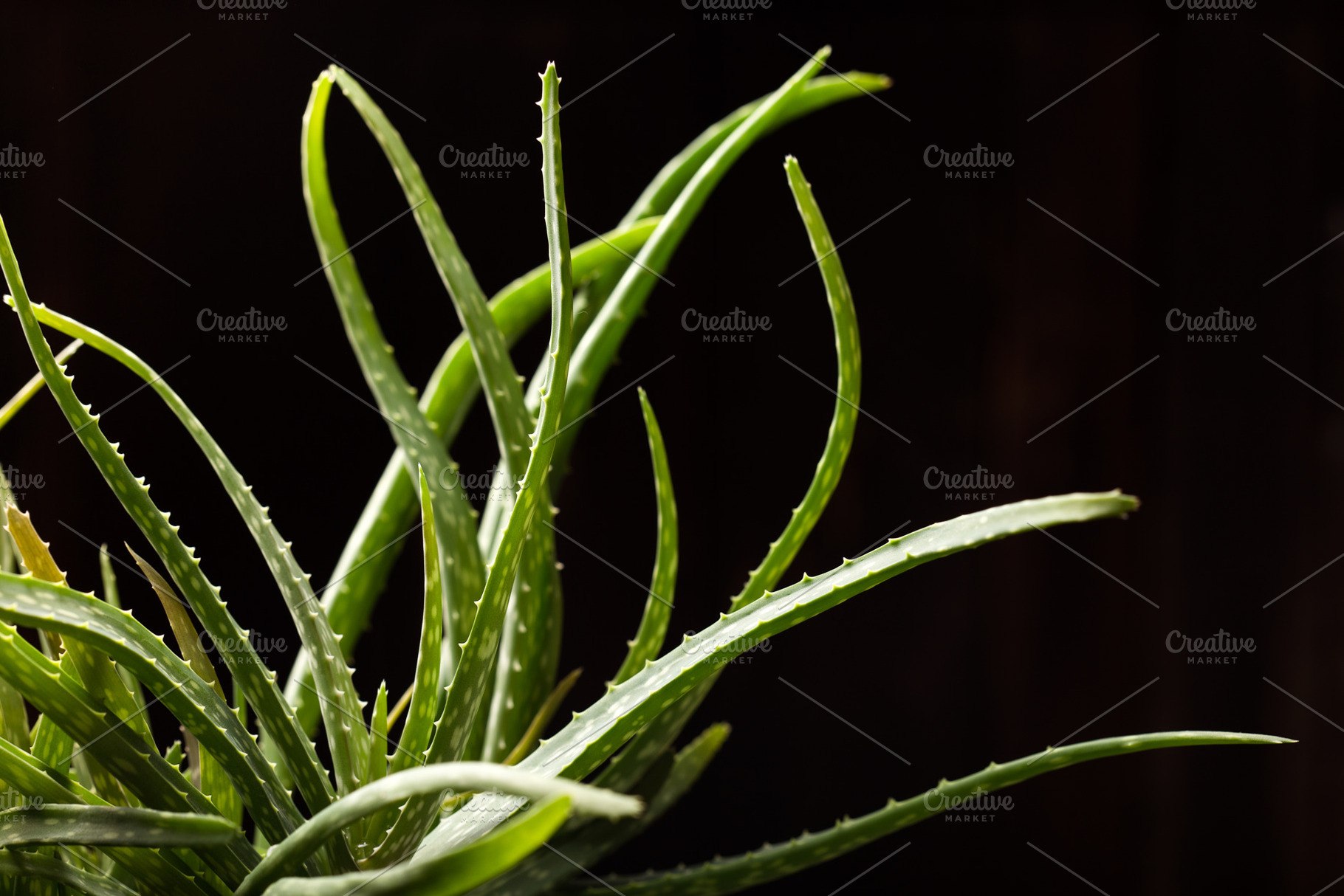 Close up of aloe vera plant containing aloe, vera, and plant, a Health & Medical Photo by peterzsuzsa
