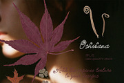 Oshibana Dried & Pressed Fall Leaves, an Object Graphic by Lana Elanor (Thumbnail 15 of 17)