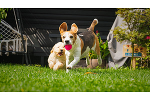 Beagle and Maltipoo Puppies Playing, an Animal Photo by MadPhotos