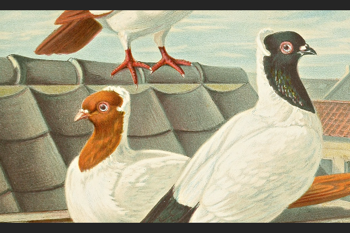 Illustrirtes Mustertauben-Buch, an Animal Illustration by Digital Museum (Photo 9 of 9)