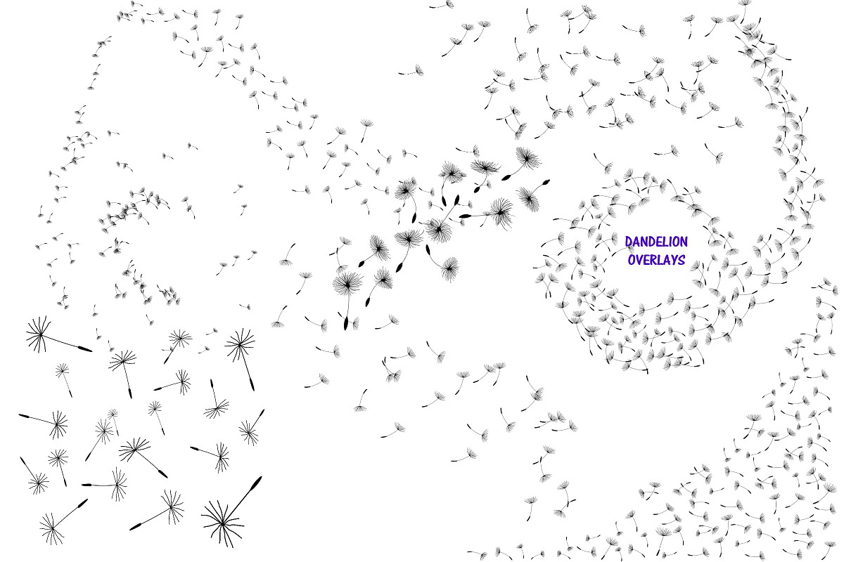 Dandelions & Overlays AI EPS PNG, an Illustration by FrankiesDaughtersDesign (Photo 3 of 6)