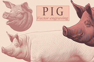 Design set Pig. Vector engraving