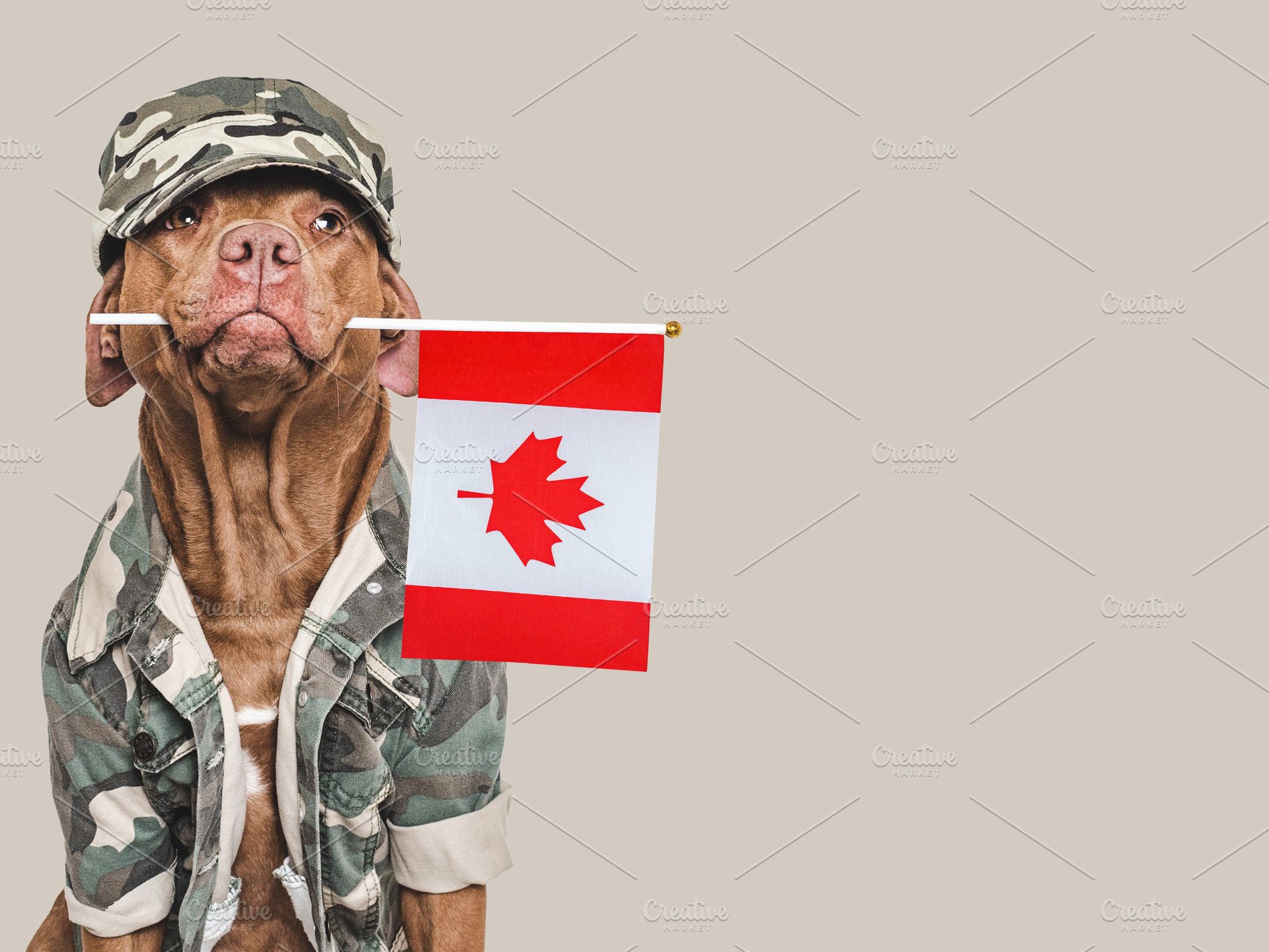 Cute brown dog, American Flag and military shirt, an Animal Photo by Svetlana Barchan