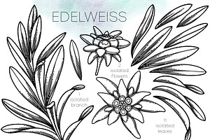 Edelweiss - Vector Graphics