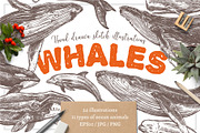 Whales Sketch Illustrations, an Animal Illustration by alexrockheart (Thumbnail 1 of 5)