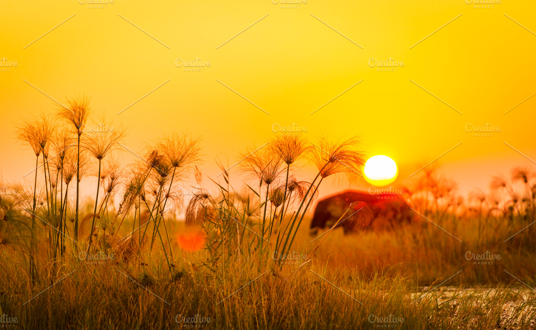 Africa Background, an Animal Photo by THP Creative