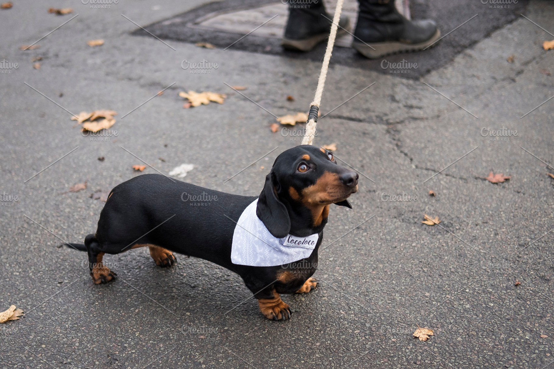 Dachshund featuring dogs, dog, and dachshund, an Animal Photo by The Image Shop