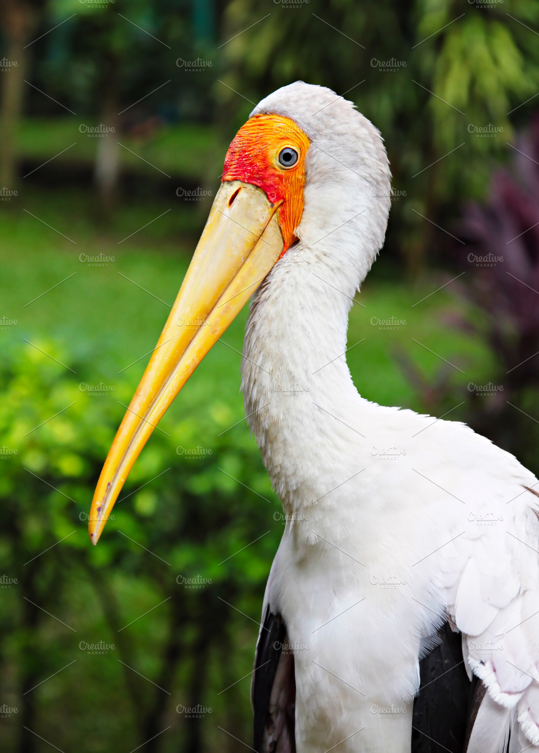 Yellow-billed stork, a Photo by saiko3p