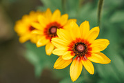 Colorful Garden Flower Photo Bundle, a Nature Photo by Silent Nature (Thumbnail 5 of 6)