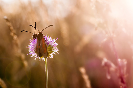 Two Red&Black Butterflies